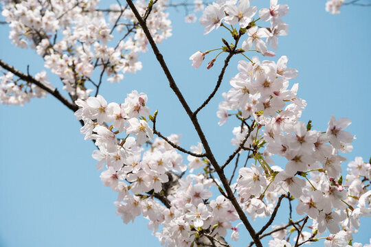櫻花