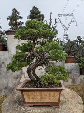 蒼柏盆栽