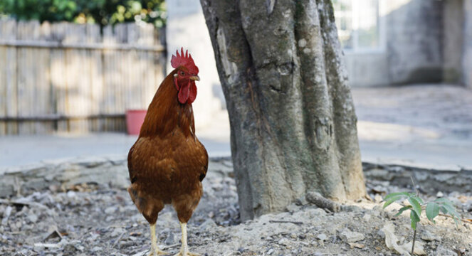 大公雞打鳴