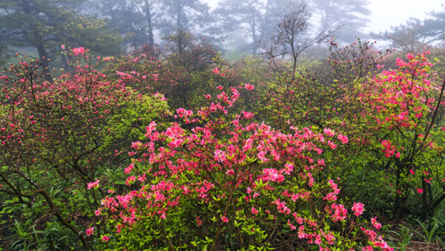 麻城龜峰山杜鵑花