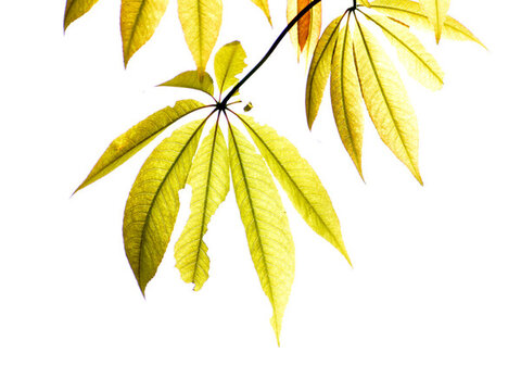 植物葉子