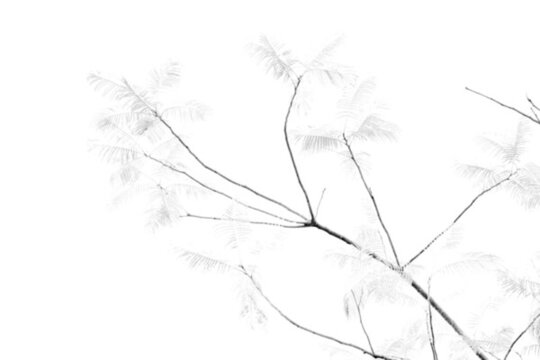 合歡樹