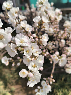 毛櫻桃花