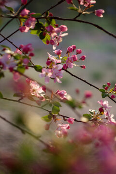 海棠花開(kāi)