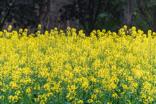 盛開(kāi)的油菜花特寫(xiě)
