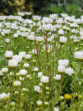 白菊花叢