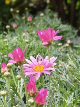 木春菊花