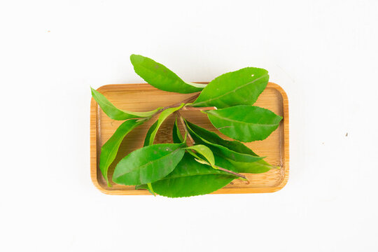 新鮮茶葉