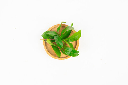 新鮮茶葉