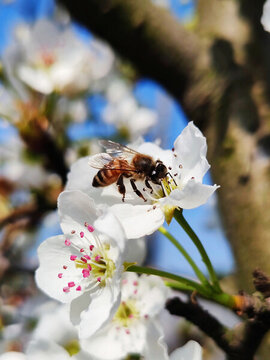 梨花蜜蜂
