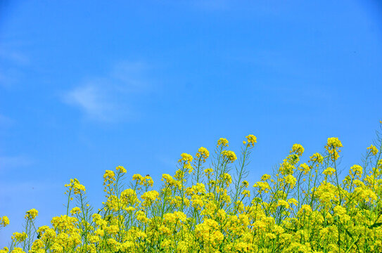 油菜花