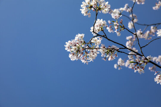 鮮花邊框
