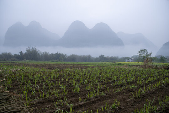 鄉(xiāng)村霧景春天