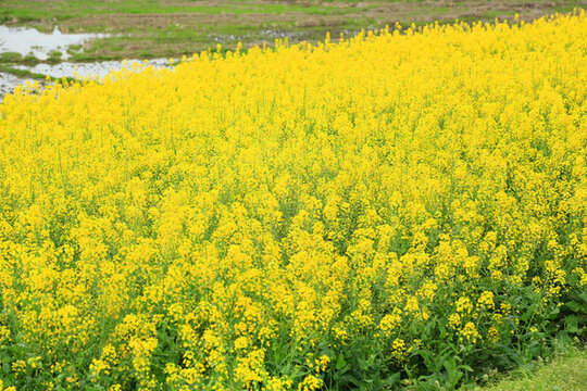 油菜花