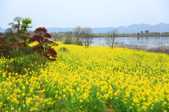 田園風(fēng)景畫