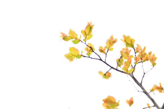 樹(shù)葉背景素材