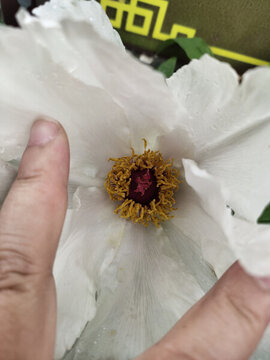 芍藥花花芯