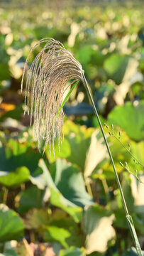 芒屬