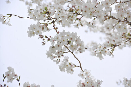 櫻花