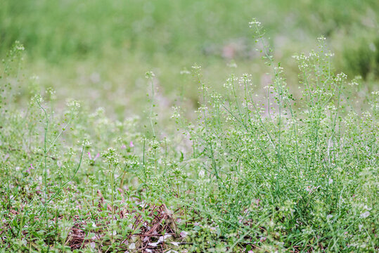 草地