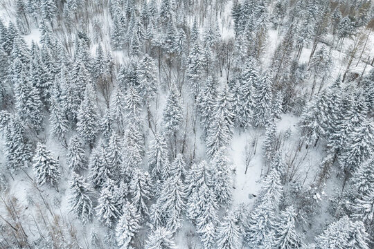 東北林海雪原森林航拍