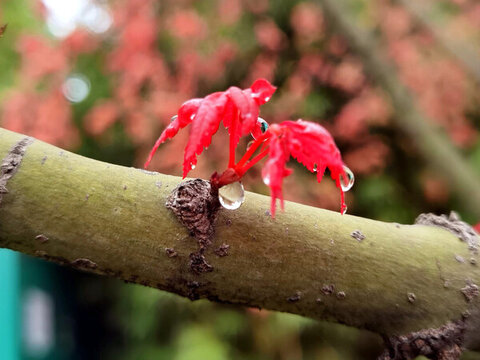 雨后紅葉