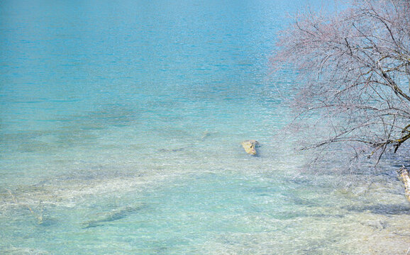 九寨溝箭竹海