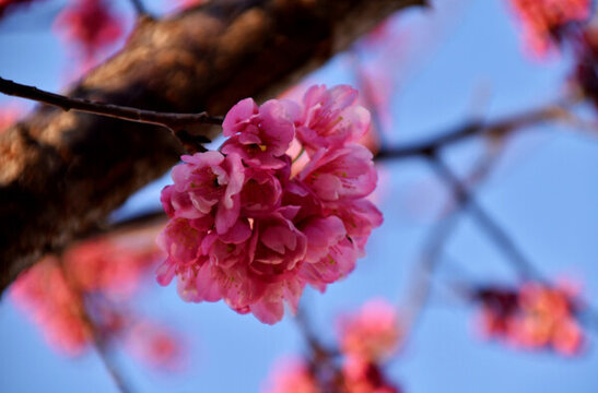 櫻花
