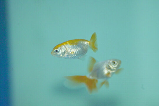 紅白泰獅金魚