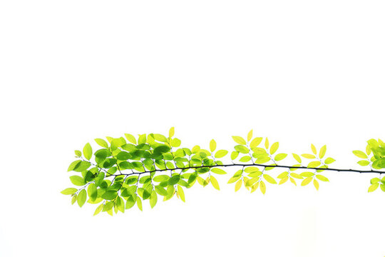 樹(shù)葉背景素材