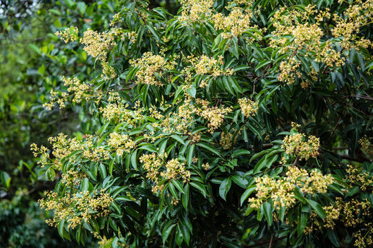 荔枝花開