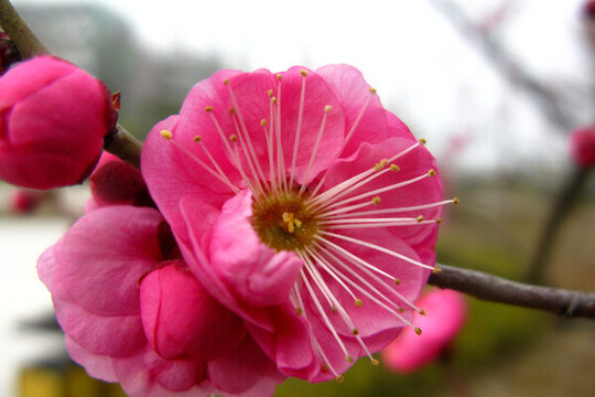 梅花開(kāi)