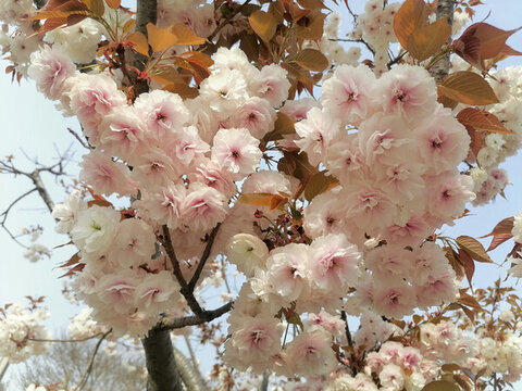 櫻花