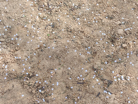 櫻花花瓣