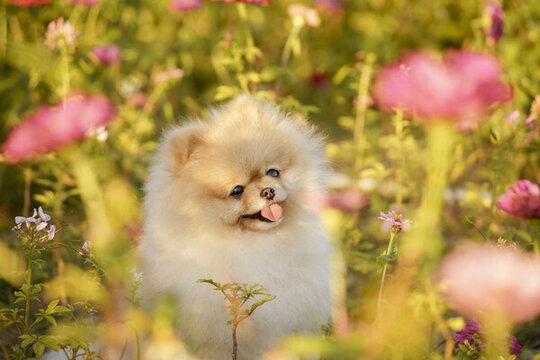 博美犬萌寵
