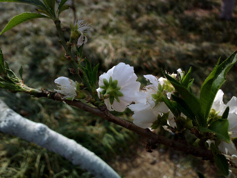 碧桃花