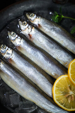多春魚