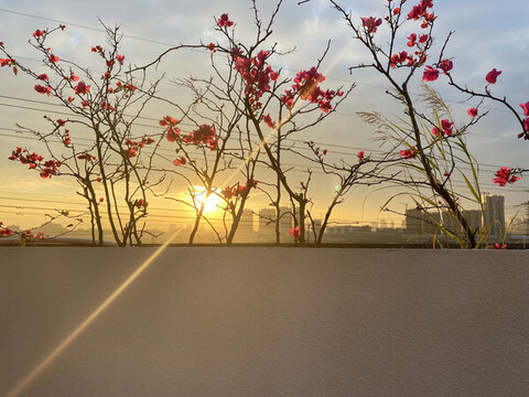 天臺(tái)三角梅落日夕陽(yáng)景色