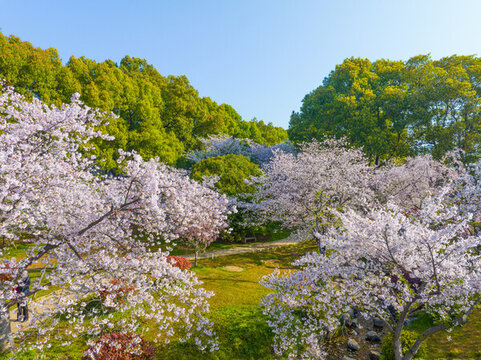 武漢東湖磨山櫻花園春季風(fēng)光