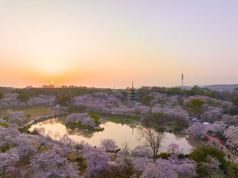武漢東湖磨山櫻花園春季風(fēng)光
