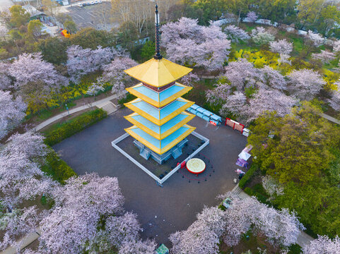 武漢東湖磨山櫻花園春季風(fēng)光
