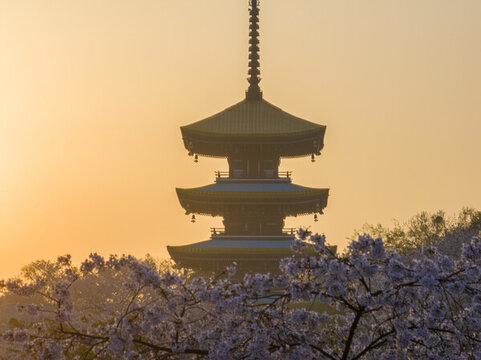 武漢東湖磨山櫻花園春季風(fēng)光