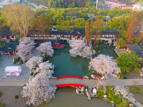 武漢東湖磨山櫻花園春季風(fēng)光