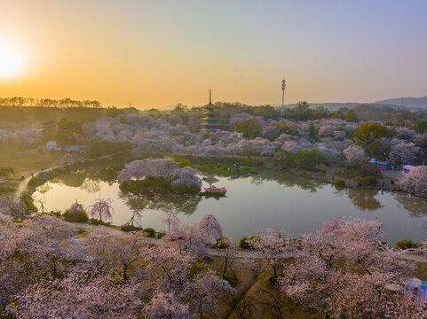 武漢東湖磨山櫻花園春季風(fēng)光