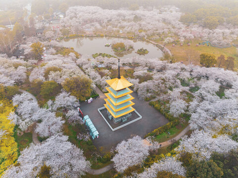 武漢東湖磨山櫻花園春季風光