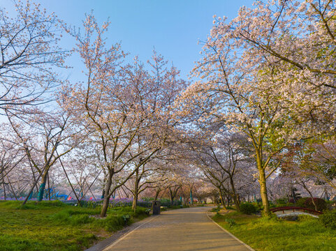 武漢東湖磨山櫻花園春季風(fēng)光