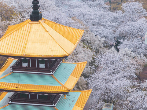 武漢東湖磨山櫻花園春季風(fēng)光