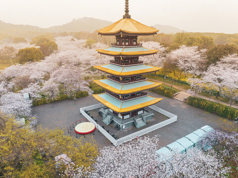 武漢東湖磨山櫻花園春季風(fēng)光