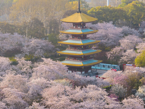 武漢東湖磨山櫻花園春季風(fēng)光