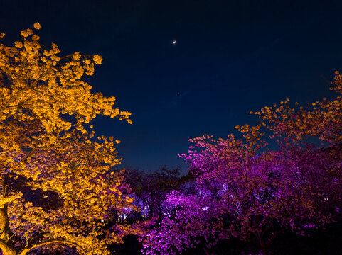 武漢東湖磨山櫻花園夜景風(fēng)光
